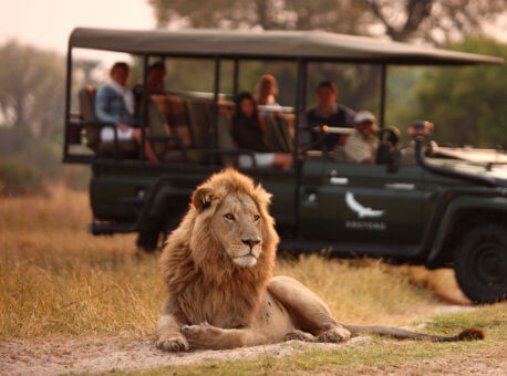 Male-Lion-in-a-typical-scene-on-a-game-drive