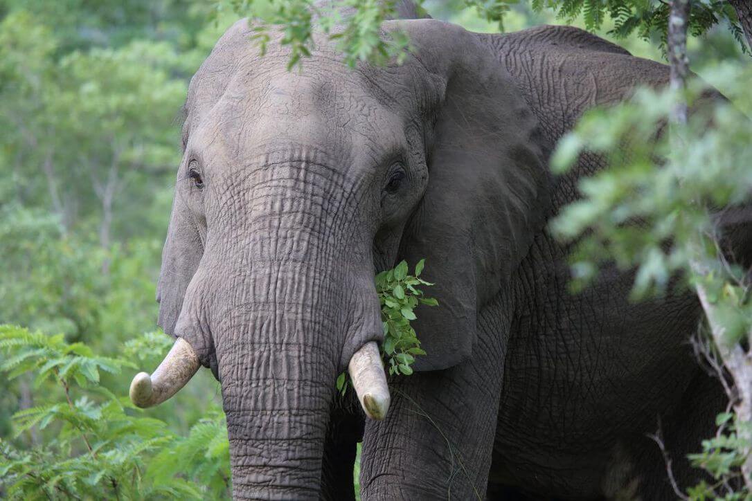 <b>THE TORONTO STAR: </b>Why Riding An Elephant Should Not Be On Your Bucket List